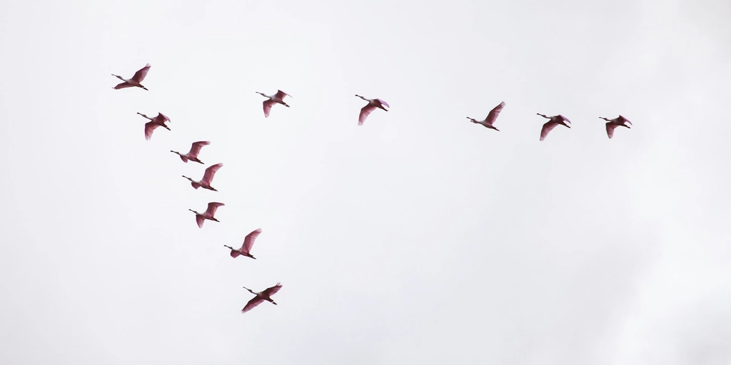 How to Migrate to Office 365